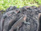 530 Cluster Of Sea Iguanas.JPG (97 KB)